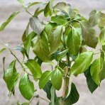 Hruškovec americký (Persea americana) - Avokádo ´MEXICOLA GRANDE´ - výška 70-80 cm, kont. C7L